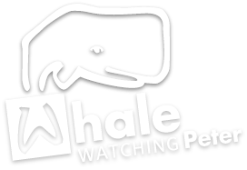 Logotipo da atividade whale watching Peter Cafe Sport