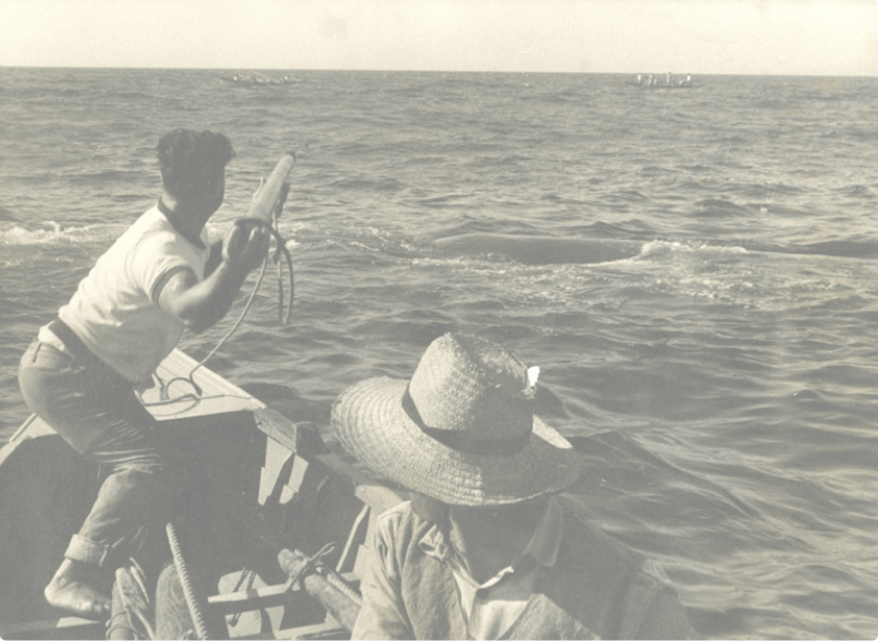   old photo of whalers hunting a whale in the Azores 