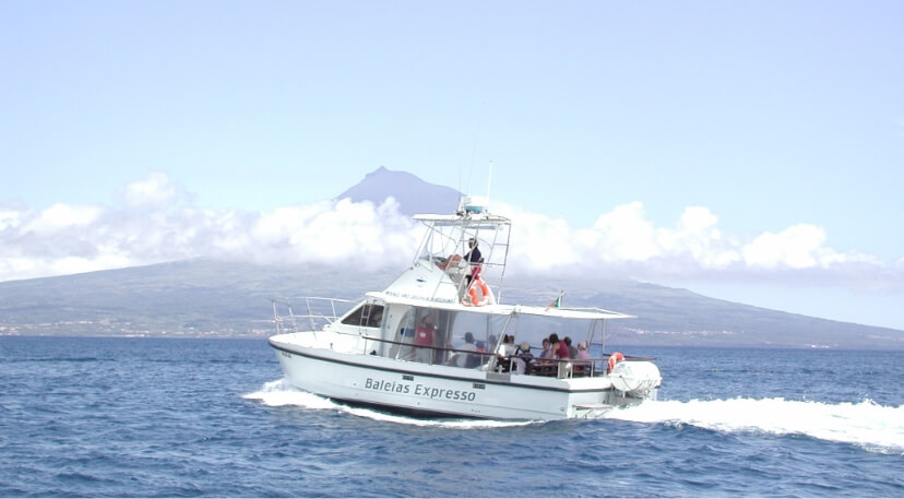  Barco Baleias Expresso, durante um passeio de whale watching, no Faial, com a ilha do Pico no fundo 