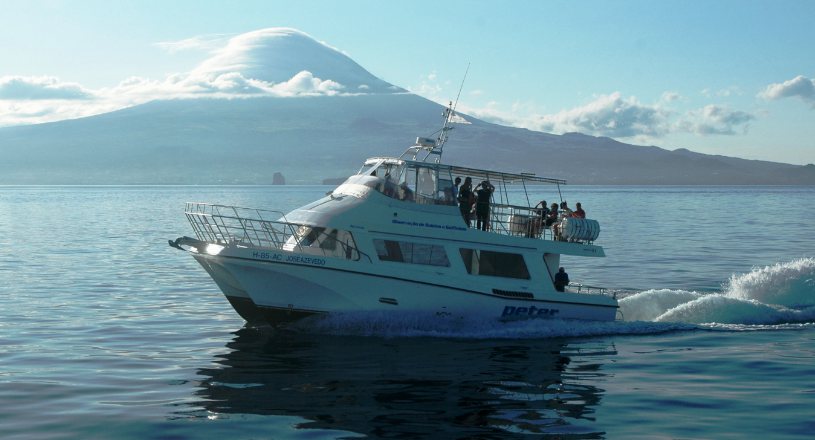  Boat josé azevedo, during a whale watching tour, in Faial, with the island of Pico in the background 