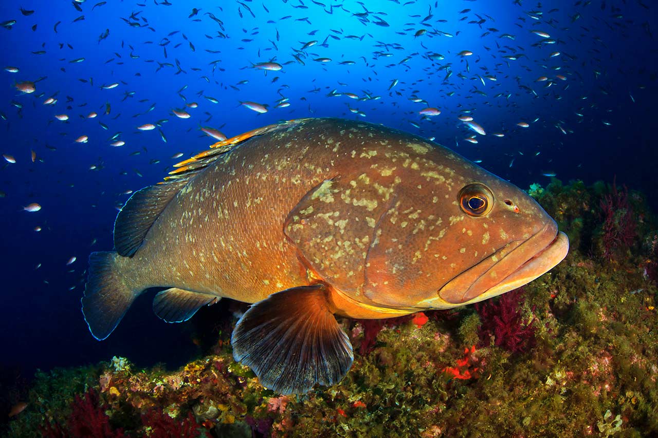 Fotografia macro de um Mero (Epinephelus marginatus) no mar do Faial, durante uma atividade de mergulho costeiro