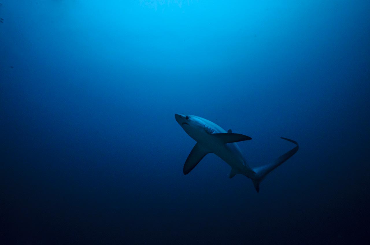 Mergulho com tubarão azul (Prionace glauca) no mar azul do faial, nos Açores, com a empresa peter cafe sport