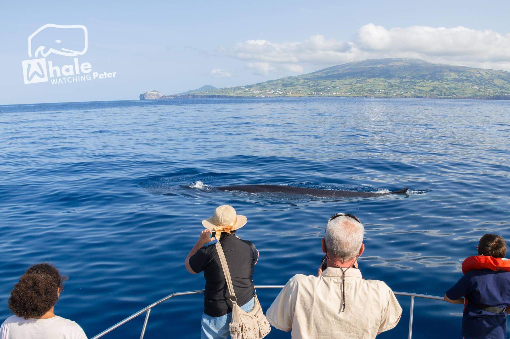 Fotografia de golfinhos e baleias durante a atividade de whale watching com o peter cafe sport 