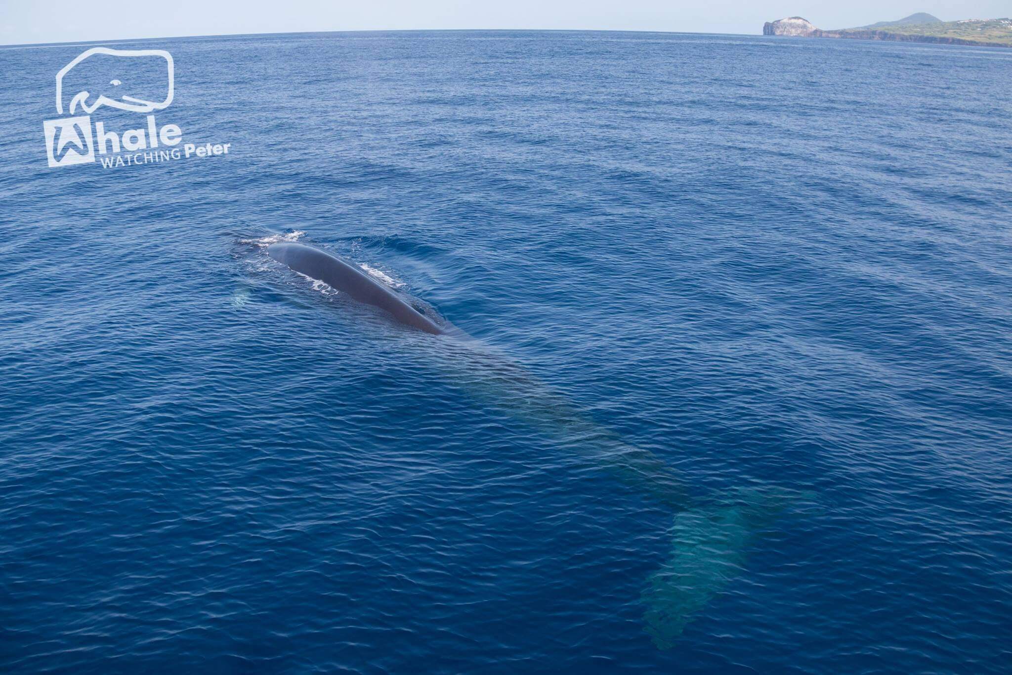  Fotografia de golfinhos e baleias durante a atividade de whale watching com o peter cafe sport 