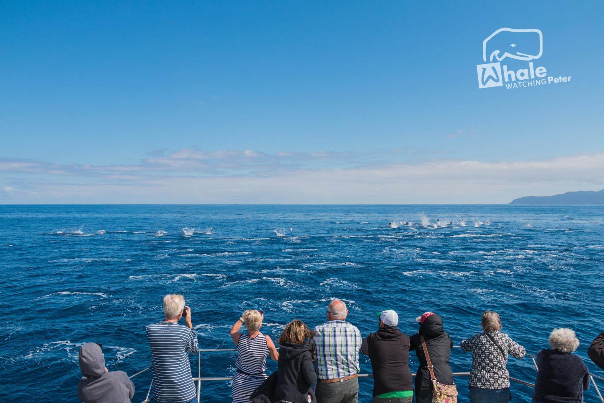  Dolphin and whale photography during whale watching activity with peter cafe sport 